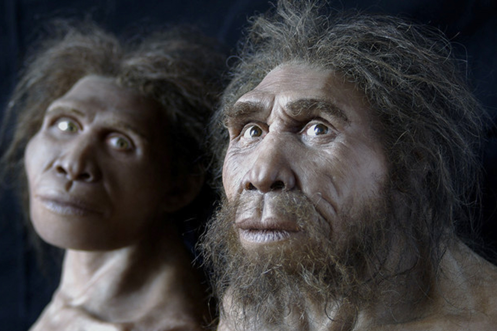 hominids in dmanisi museum